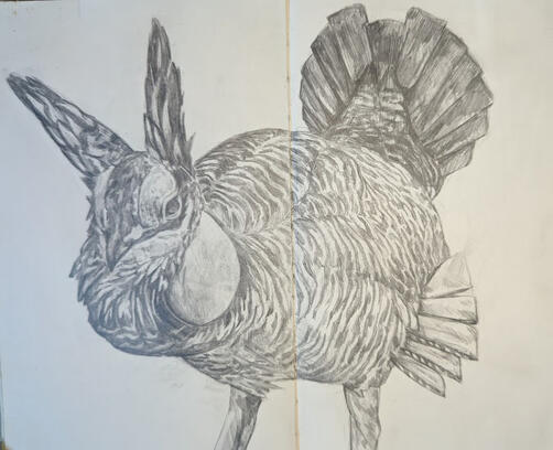 Grouse, graphite, 2024