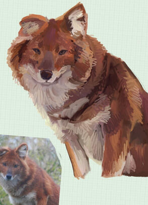 Dhole, digital, 2023
