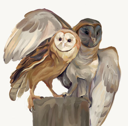 owls, digital, 2024